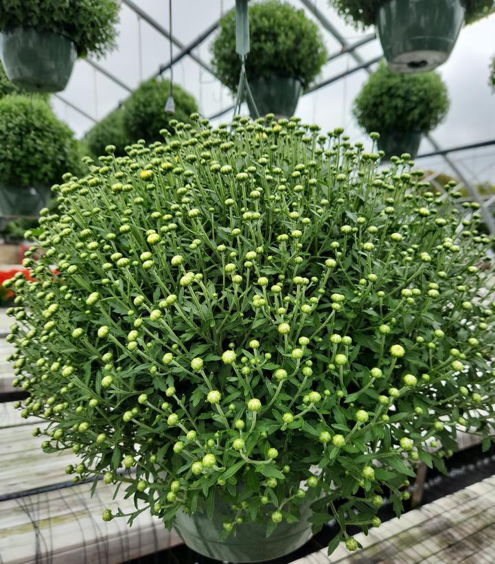 MUMS YELLOW