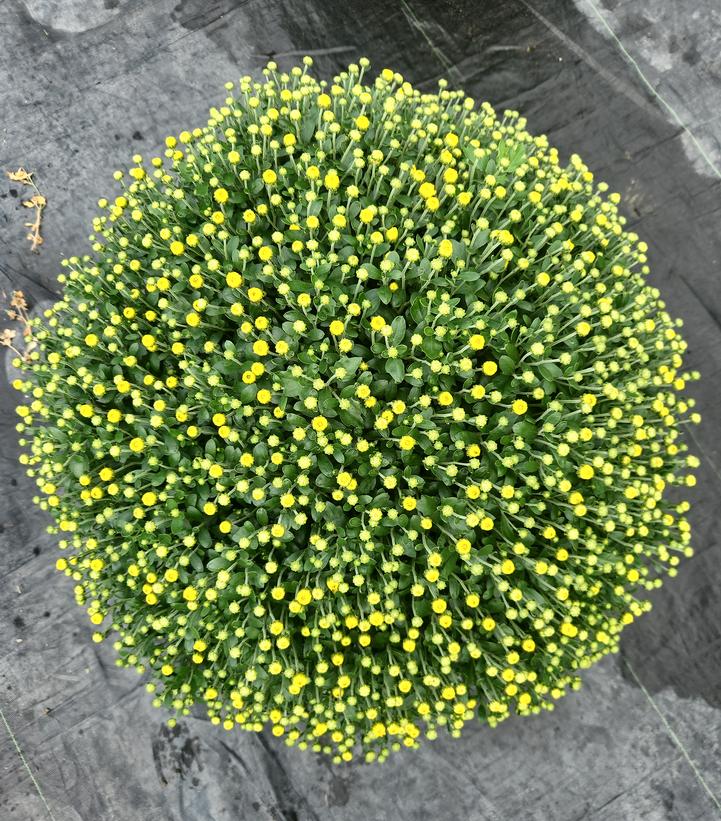 MUMS YELLOW