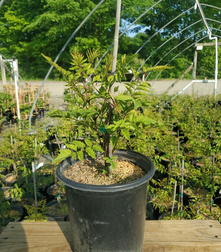 CAMPSIS X TAG. `MADAME GALEN`