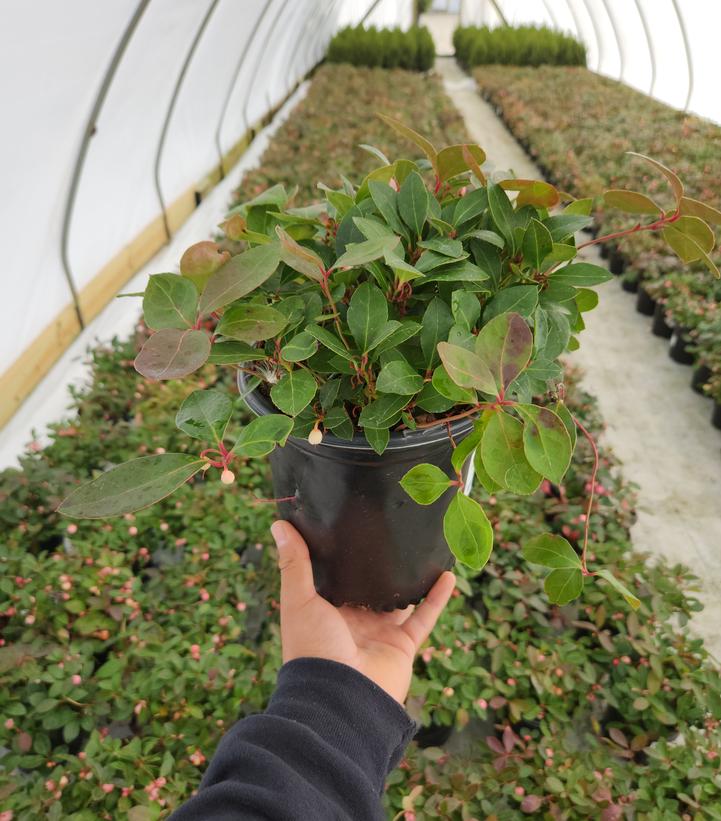 GAULTHERIA PROCUMBENS `WINTER FIESTA`