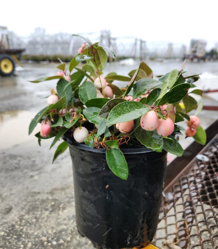 GAULTHERIA PROCUMBENS `WINTER FIESTA`