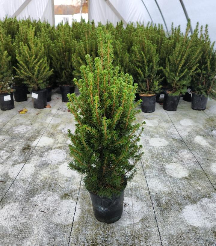 PICEA GLAUCA `CONICA`