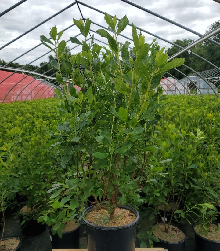CLETHRA ALNIFOLIA `SUMMER SPARKLER`
