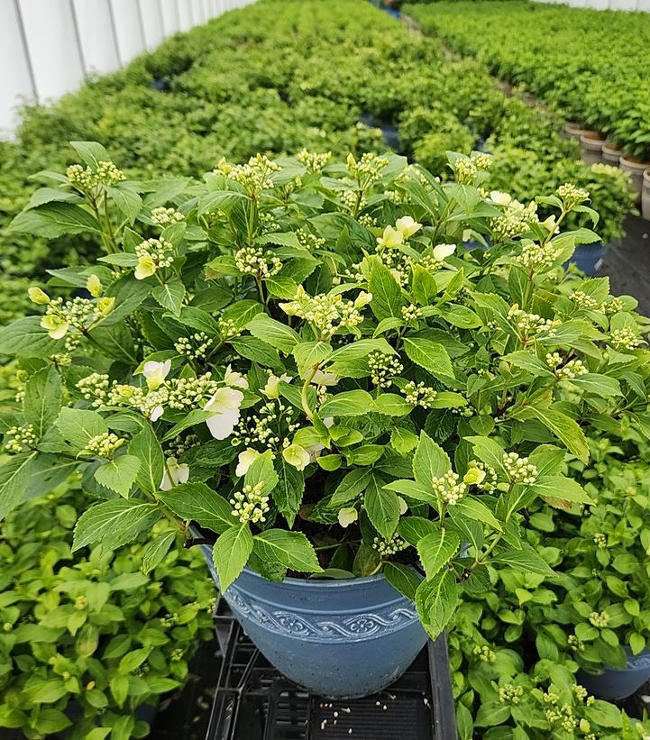 HYDRANGEA X `FAIRYTRAIL BRIDE`
