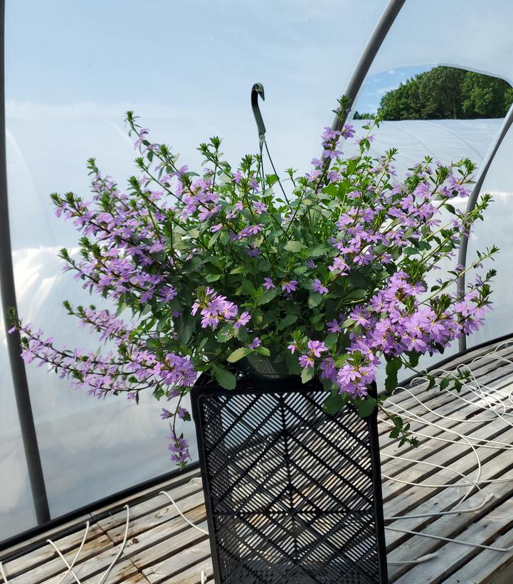 SCAEVOLA `SCAMPI BLUE`