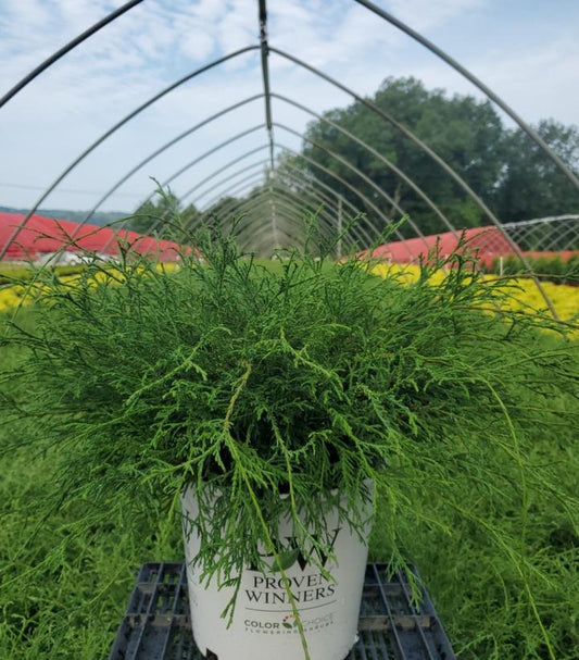 CHAMAECYPARIS LAWSONIANA  `HAYWIRE`