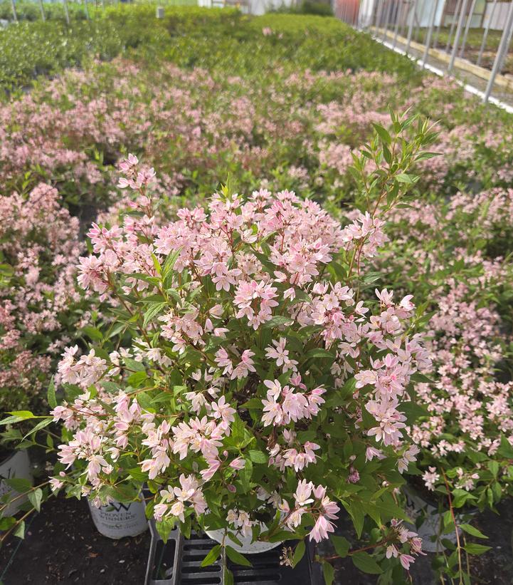 DEUTZIA `YUKI CHERRY BLOSSOM`® 2.0