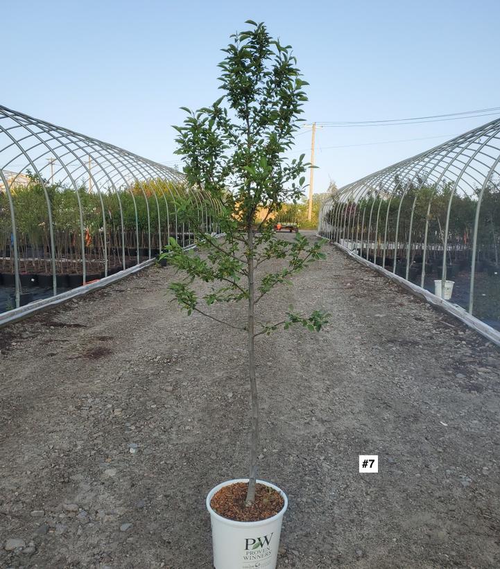 MALUS X `SUGAR TYME`