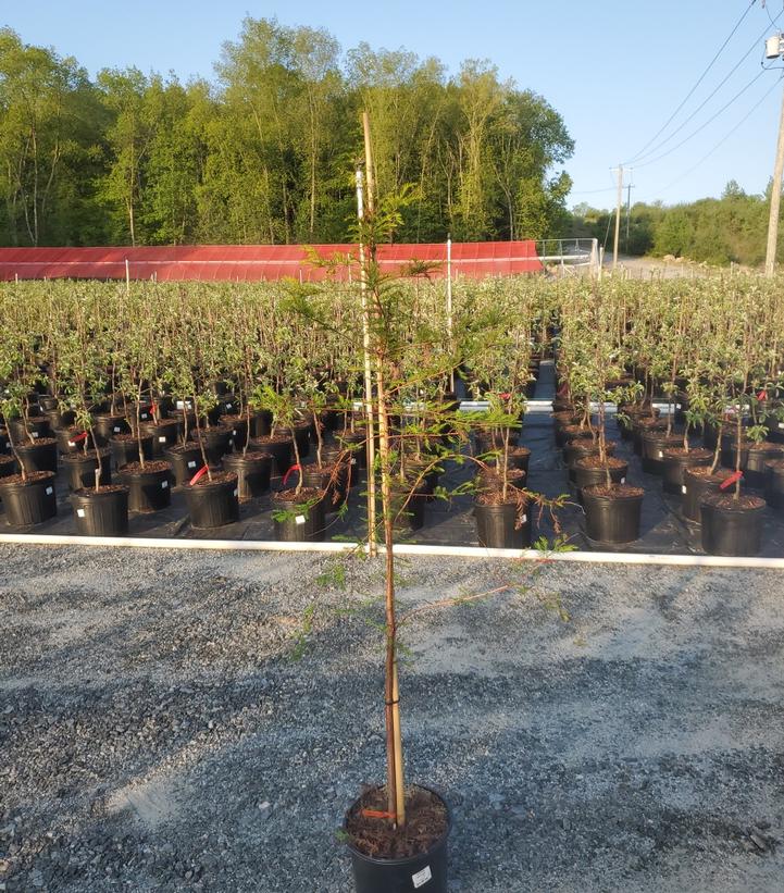 TAXODIUM DISTICHUM