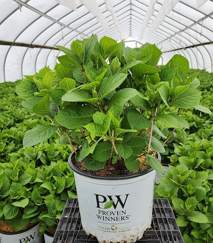 HYDRANGEA M.S. L.D. `SKY VIEW`