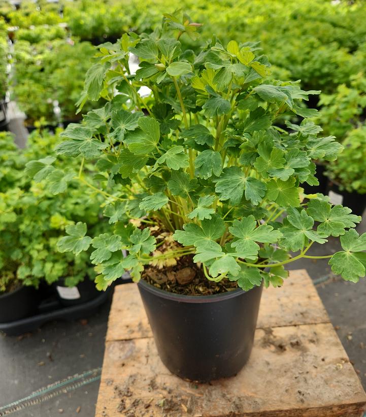 AQUILEGIA EARLYBIRD `PURPLE YELLOW`