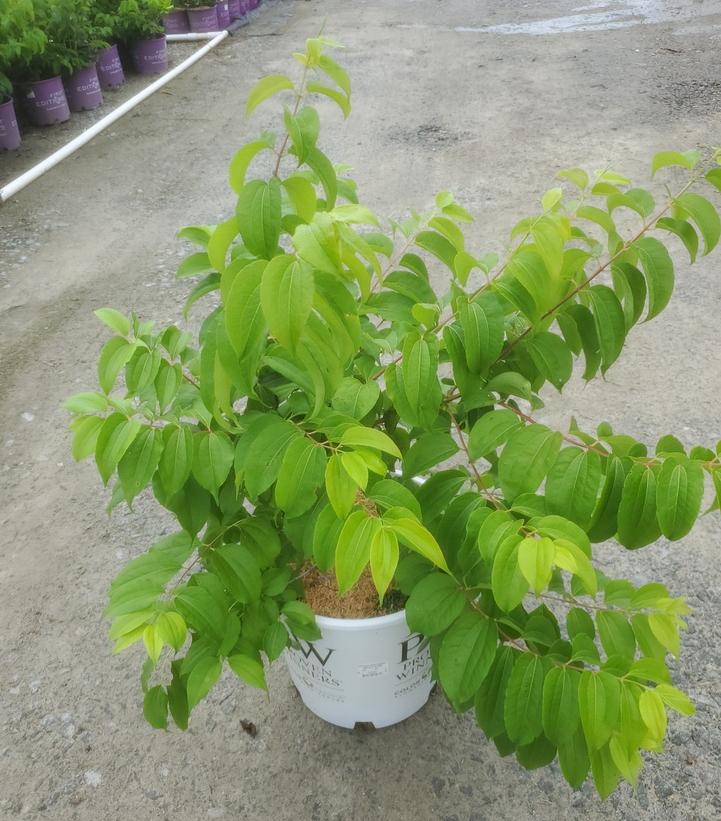 HEPTACODIUM MICONIOIDES `TEMPLE OF BLOOM`