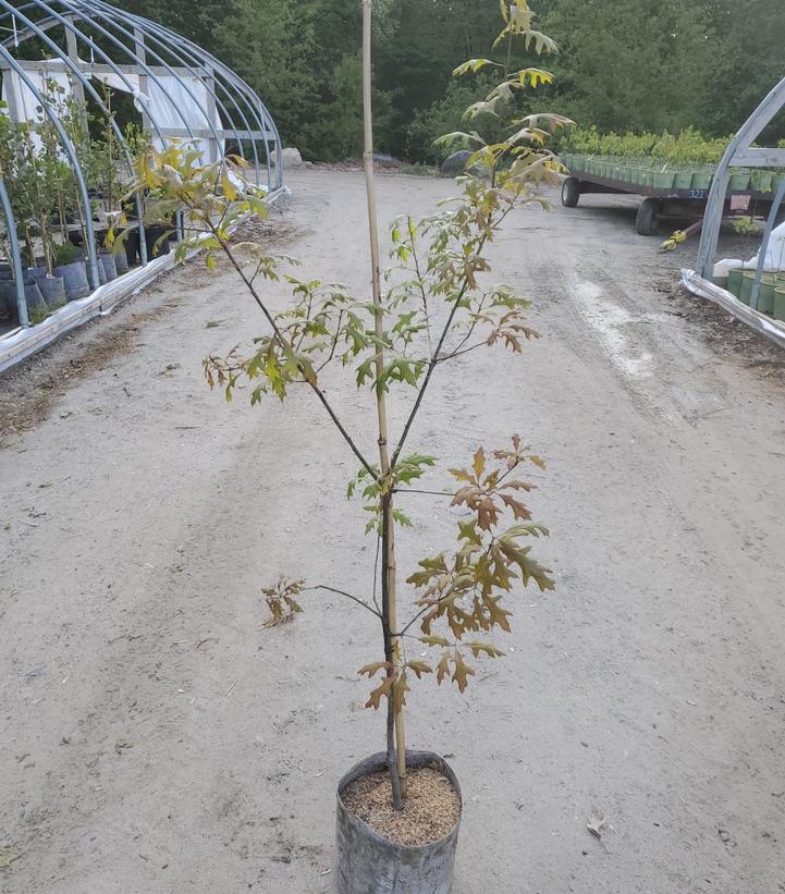 QUERCUS PALUSTRIS