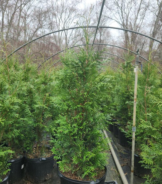 THUJA OCCIDENTALIS `AMERICAN PILLAR`