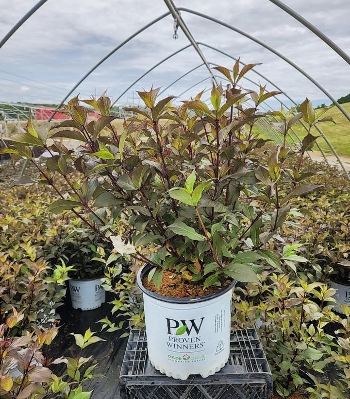 WEIGELA `WINE AND SPIRITS`