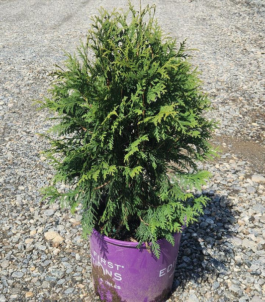 THUJA OCCIDENTALIS `TECHNITO`