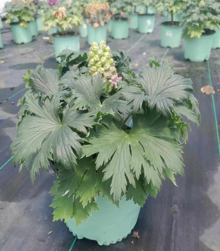 DELPHINIUM DELGENIUS `CHANTAY` (PINK)
