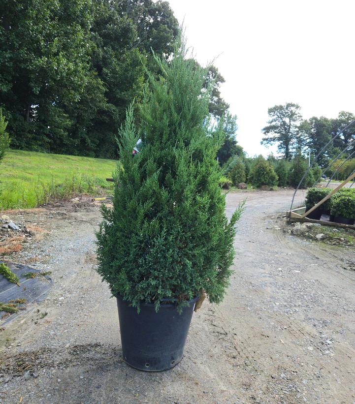 JUNIPERUS CHINENSIS `MOUNTBATTEN`-Chinese Juniper