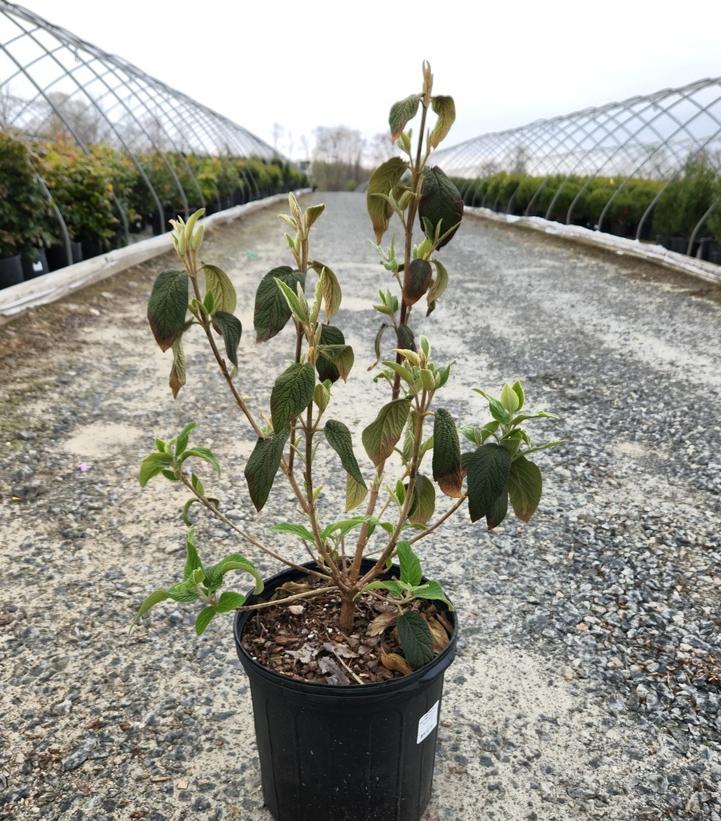 VIBURNUM RHYTIDOPHYLLUM `ALLEGHANY`