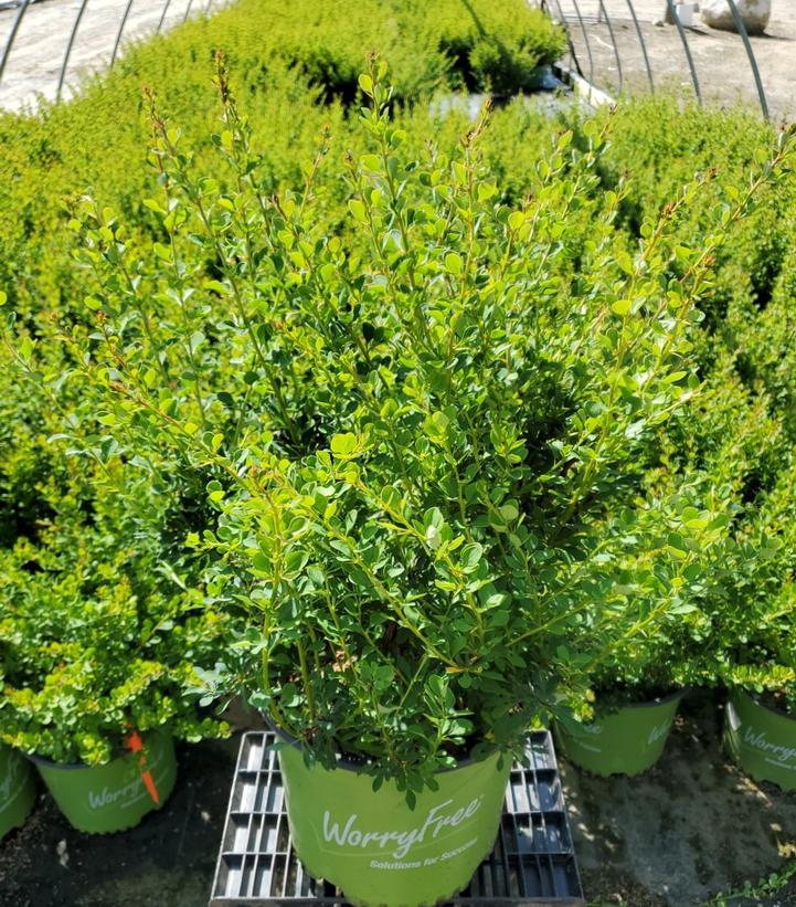 BERBERIS WORRYFREE `MR. GREEN GENES`
