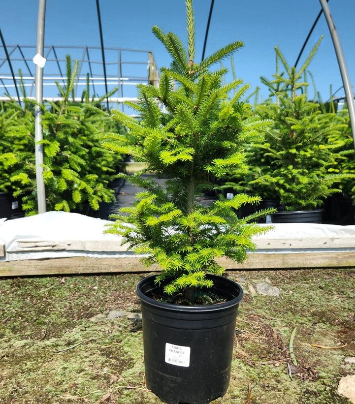 ABIES FRASERI