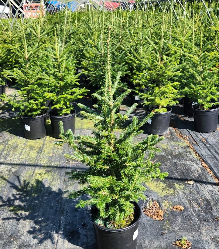 ABIES FRASERI