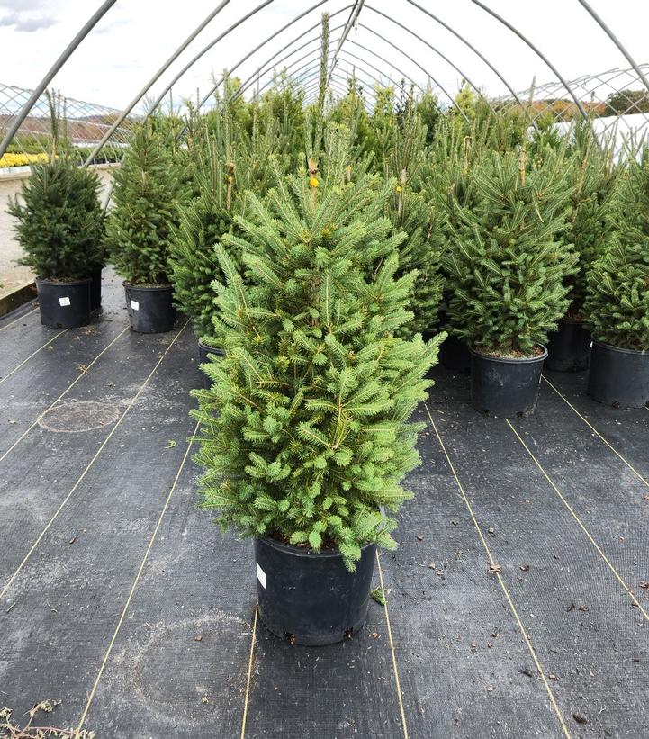 PICEA GLAUCA `MONTROSE CHARM`