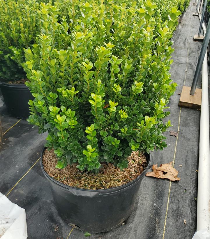 BUXUS NEWGEN `FREEDOM`