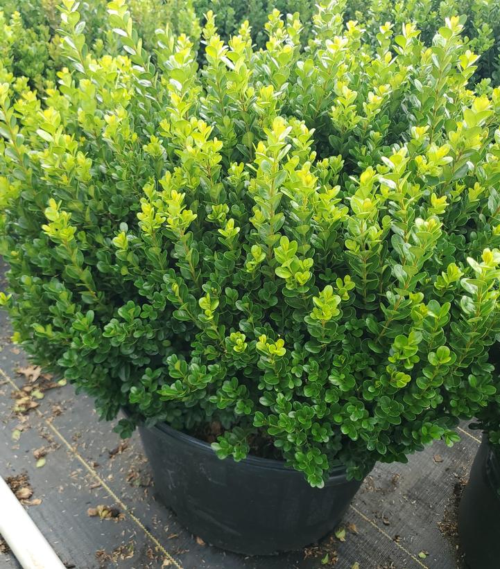 BUXUS NEWGEN `FREEDOM`