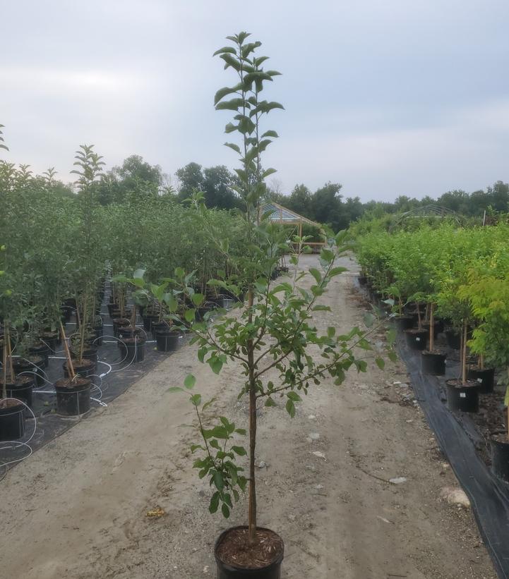 MALUS `GOLDRUSH` (APPLE)
