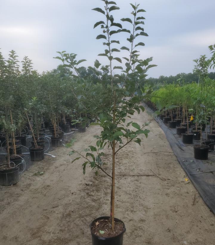 MALUS `JONASTAR` (APPLE)