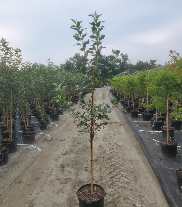 MALUS `ROYAL RED HONEYCRISP` (APPLE)