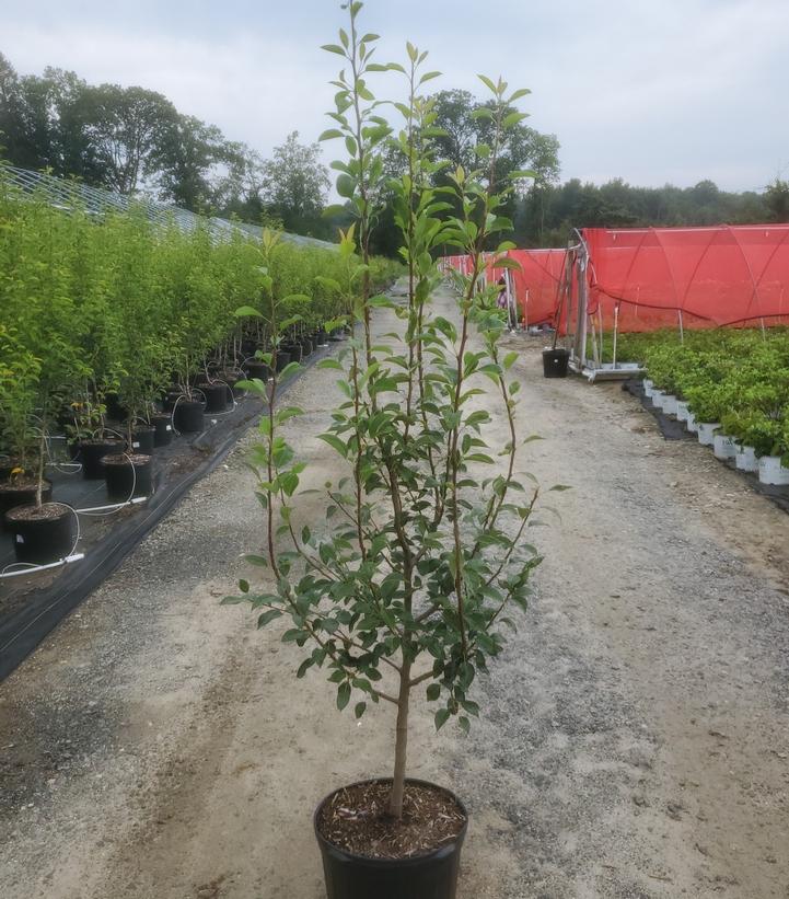 PYRUS X `FLEMISH BEAUTY` (PEAR)