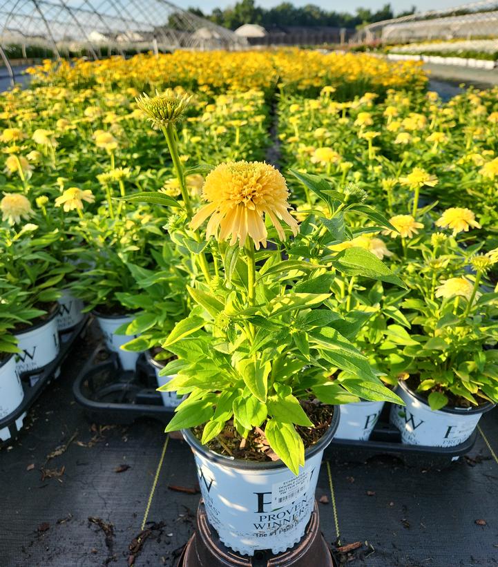 ECHINACEA DOUBLE CODED `BUTTER PECAN`