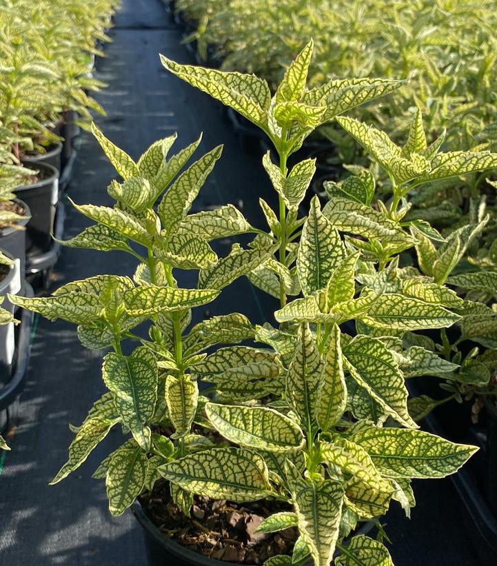 HELIOPSIS HELIANTHOIDES `SUNSTRUCK`