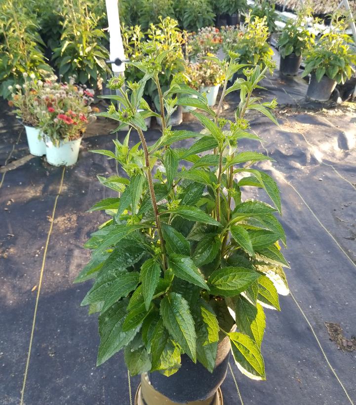 RUDBECKIA FULGIDA `GOLDBLITZ`