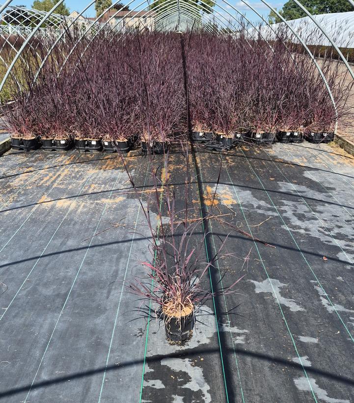 ANDROPOGON GERARDII `BLACKHAWKS`-Big Bluestem