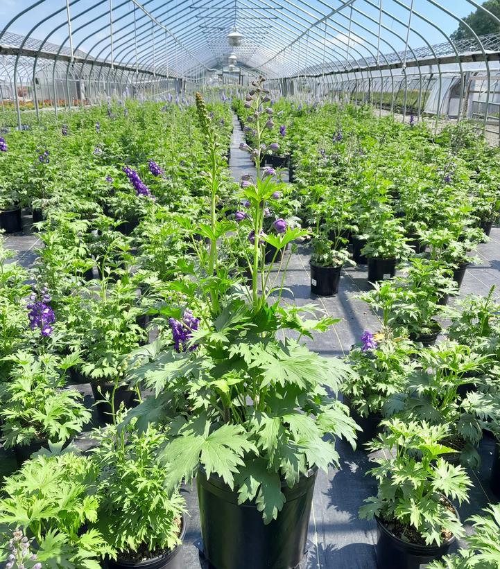 DELPHINIUM NEW ZEALAND `PURPLE PASSION`