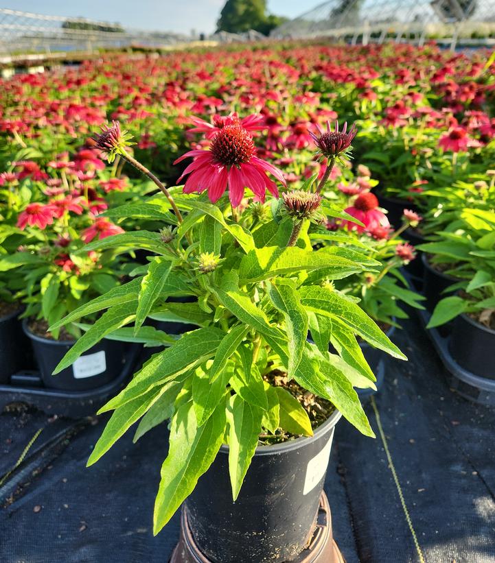 ECHINACEA SUNMAGIC `VINTAGE RUBY`