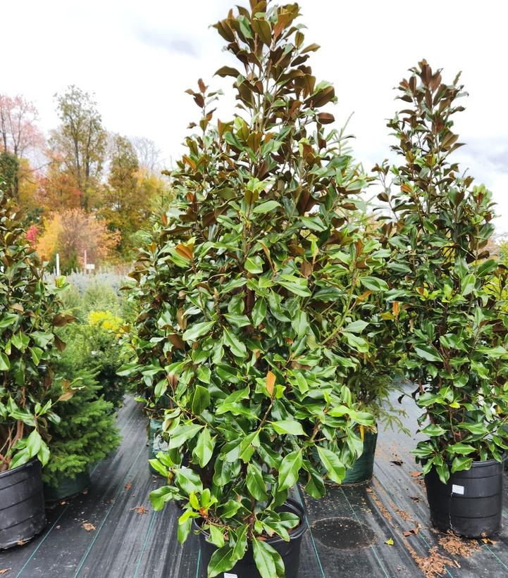 MAGNOLIA `BRACKEN`S BROWN BEAUTY`