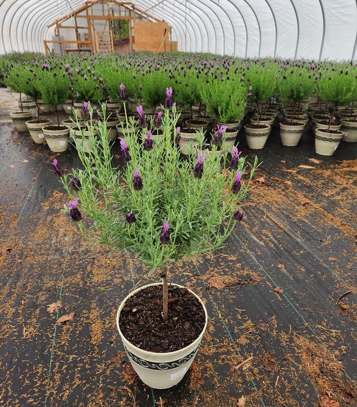 LAVANDULA STOECHAS `ANOUK` - 12`` TREE