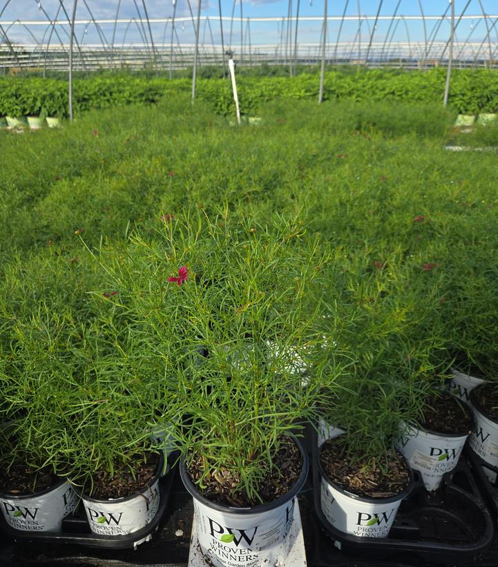 COREOPSIS DESIGNER THREADS® `HEARTSTRINGS`-Tickseed
