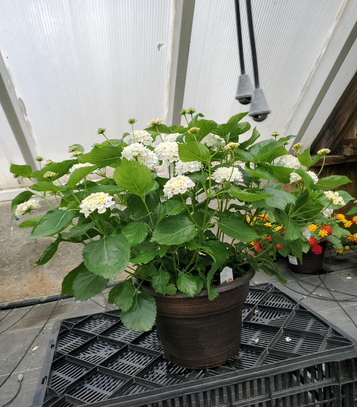 LANTANA ASST
