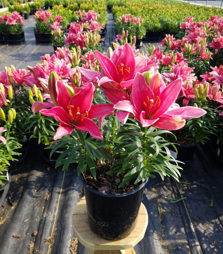 asiatic lily bright joy LILIUM ASIATIC `PIPPA JOY` (PINK)