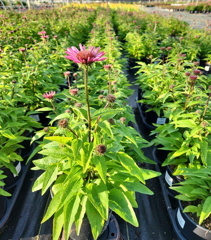 ECHINACEA SUNMAGIC `VINTAGE FUCHSIA`