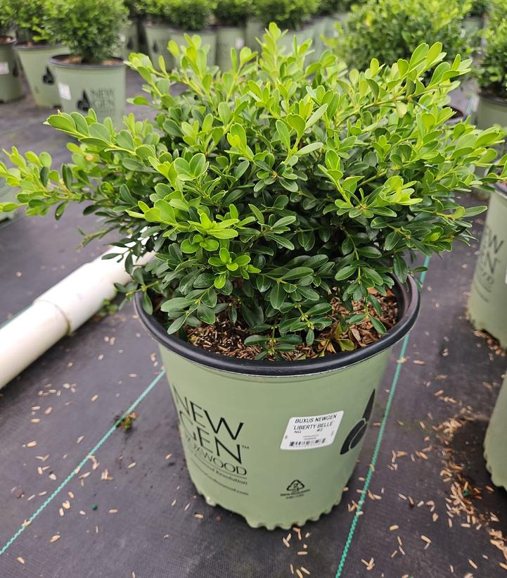 BUXUS NEWGEN `LIBERTY BELLE`