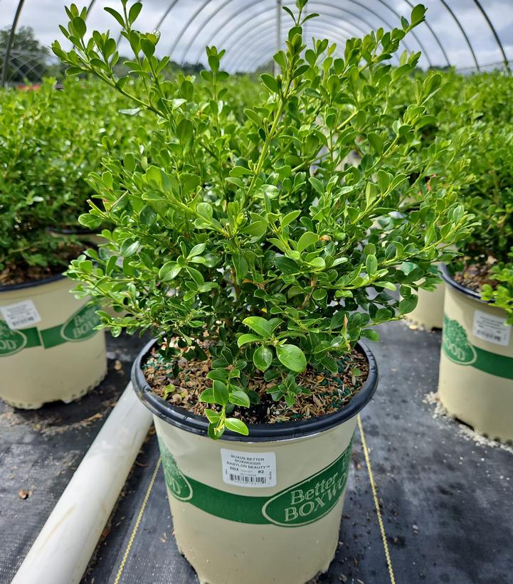 BUXUS BETTER BOXWOOD® BABYLON BEAUTY™