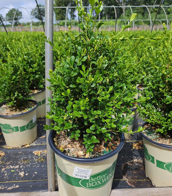 BUXUS BETTER BOXWOOD® HERITAGE™