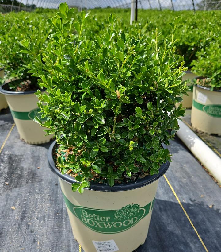 BUXUS BETTER BOXWOOD® RENAISSANCE™