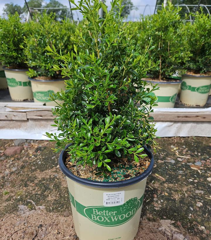 BUXUS BETTER BOXWOOD® SKYLIGHT™